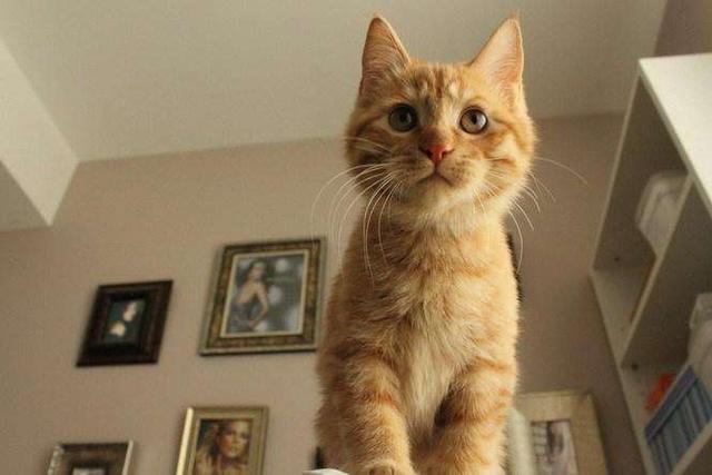 养一只电子宠物猫吧:养哪些宠物比较不费时间而且好照顾？