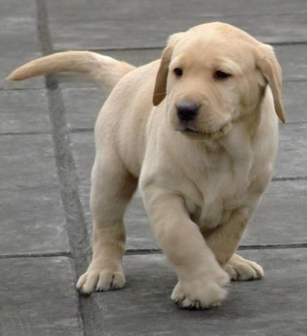 拉布拉多幼犬:两个月的拉布拉多，如何饲养呢？