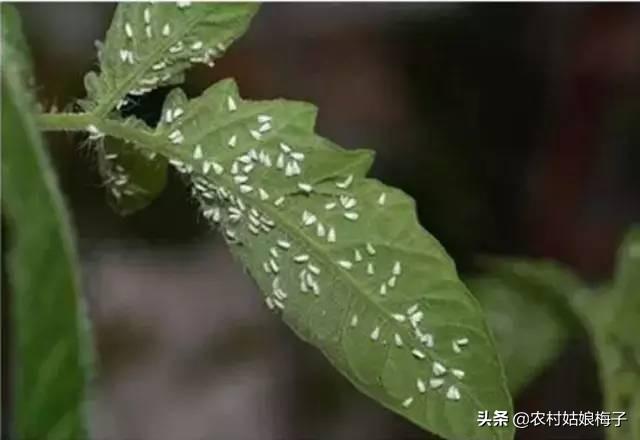 蜱虱净效果好吗:农村种了一亩辣椒，预防白粉虱的防治方法有哪些？