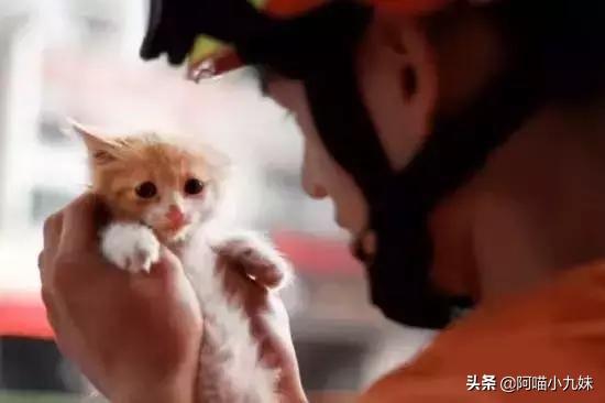 救援猫卡组:你觉得消防员应该救猫吗？