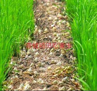石蛙养殖视频:新型冠状病毒疫情过后还能养殖青蛙吗？