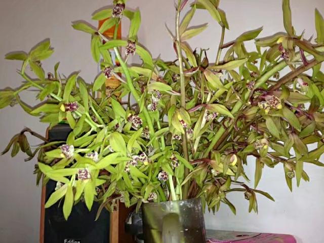 极挑嘉宾摘二级植物:有人说香榧贵是因为采摘困难，是真的吗？