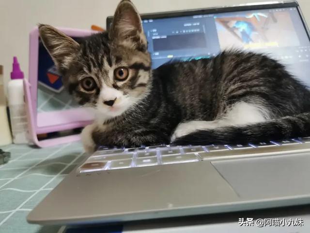 藏獒壁纸下载:为什么有人拍一拍家里的狗/猫，就能有几百万粉丝？