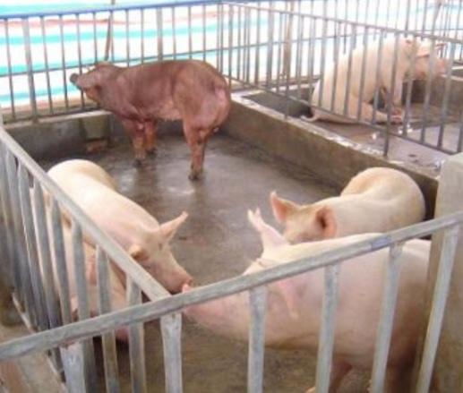 建5OOO平方米养猪场需要多少资金？