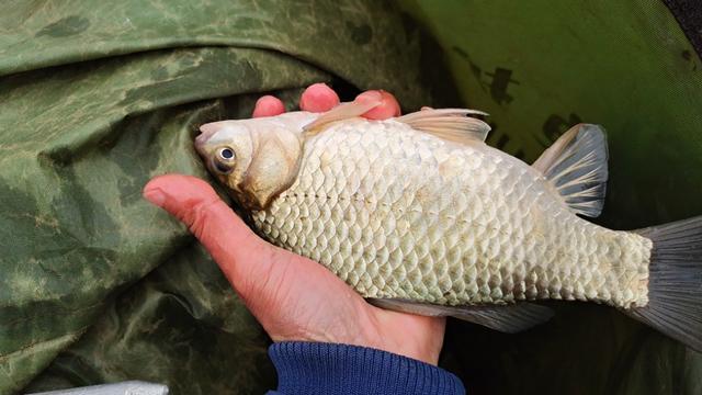 立春后钓鮣鱼技巧:立春后怎么才能钓到大板鲫？