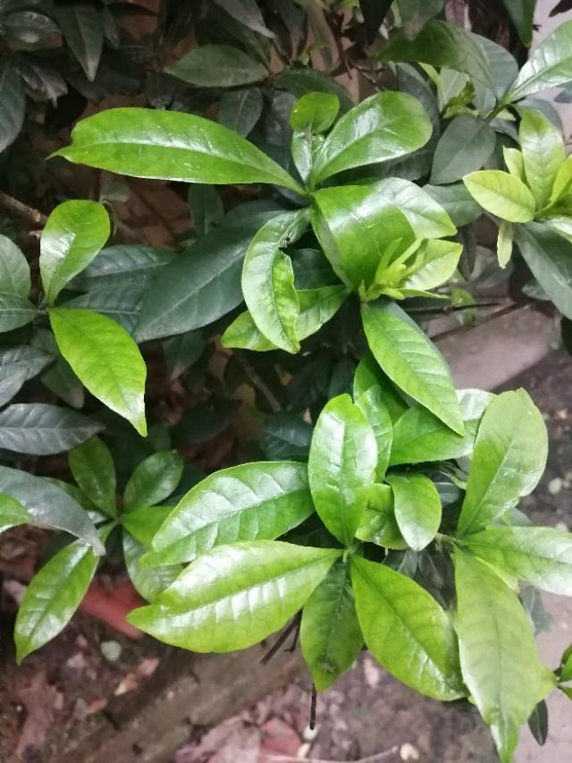 头条问答 - 金边小叶栀子花怎么养?(小zhang图集的回答,0赞)