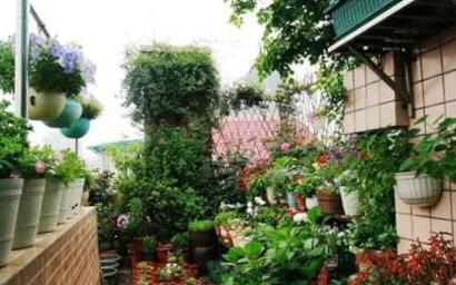 猫能闻驱蚊草吗:家里养的花草，会招蚊虫吗？