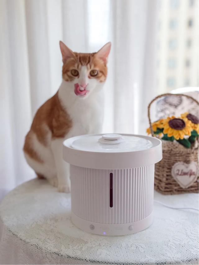 马鞍山宠物猫免费领养:领养一只猫好，还是买一只猫好？