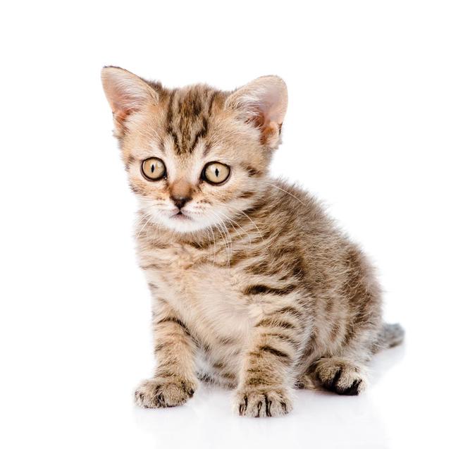 猫有九条命唯有一颗心:猫有九条命唯有一颗心是什么意思 想养第二只猫，但是它们能不能好好相处呢？