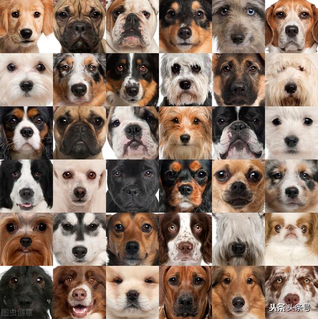 美国秋田犬性格及外型特征:母秋田犬来例假会不会造成性格反常？会这样吗？该怎么办？ 秋田犬属于牧羊犬系列吗