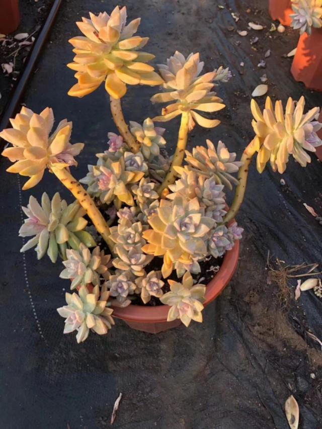 姬玉露徒长后怎么处理:石竹花一直是全日照，还是徒长，应该怎么处理？