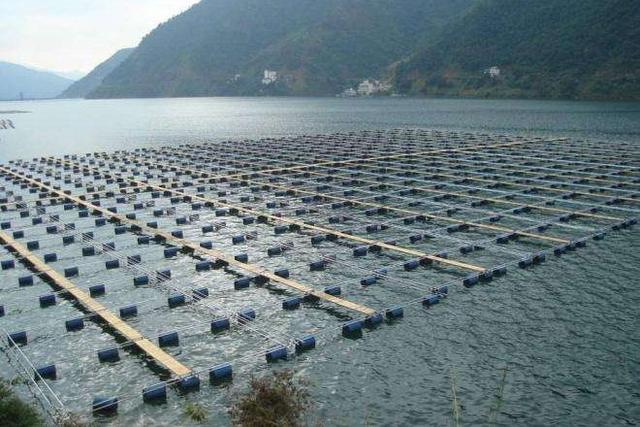网箱养殖军曹鱼:如何利用小网箱集约化高产养鱼？