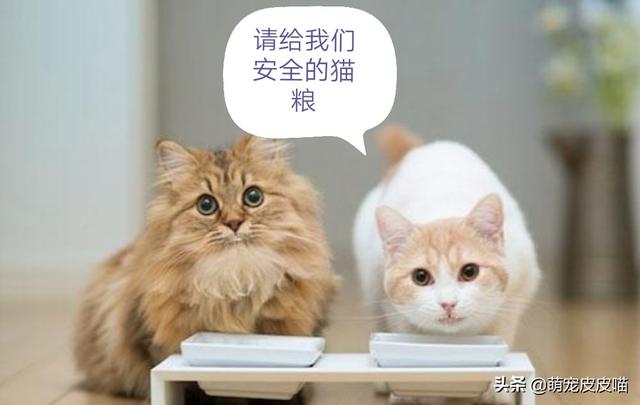 幼猫猫粮:幼猫肠胃不好，吃什么猫粮合适？