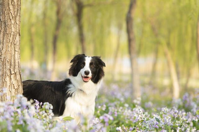 澳洲牧牛犬的优缺点:澳洲牧牛犬打架厉害吗 什么品种的狗狗不贵，适合在山上放牛？