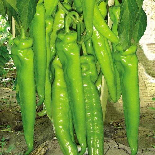 绿椒竹节虫吃什么:绿椒竹节虫产地 公历4月，南方就有露地青椒上市了，早春青椒栽培有哪些要点？
