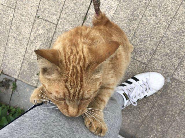 猫用尾巴钓鱼:猫用尾巴钓鱼视频 用泥鳅作饵料钓鱼除了能钓到翘嘴鱼，还能钓到什么鱼？