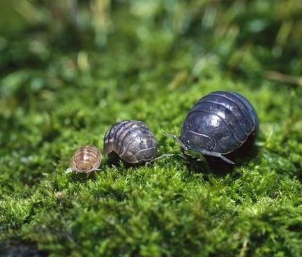 土狗子虫 是益虫:地里的蝼蛄、潮虫子怎样治？