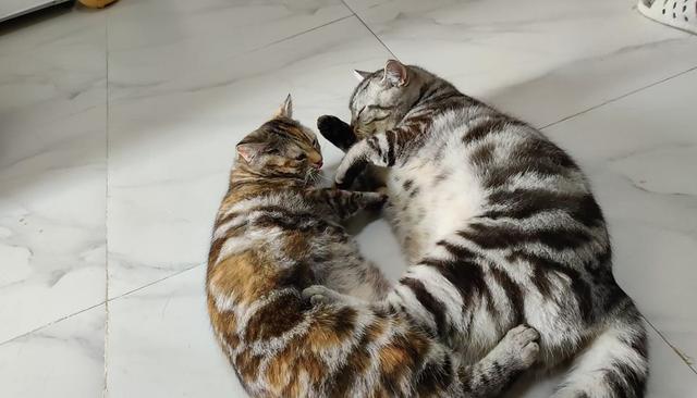 猫叫声:问，有的猫咪叫声好听，有的猫咪叫声不好听什么原因？ 猫叫声 播放