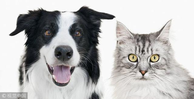 头条问答- 猫咪尿出血是怎么回事？(14个回答)