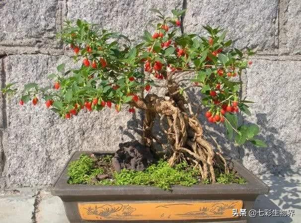 黑枸杞开花的图片欣赏，盆栽枸杞需要控水促花吗？