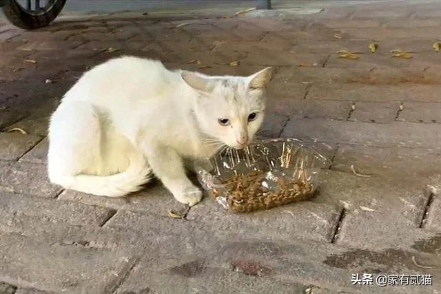 北京杀人事件:怎么看待北京八达岭野生动物园老虎伤人事件一案？