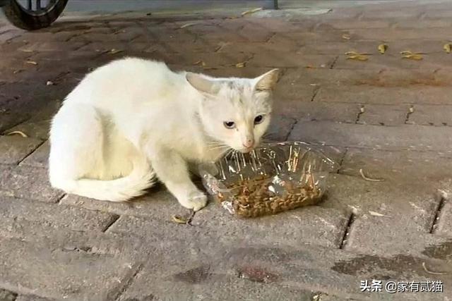 水煮活猫残忍图片:北京一小区多只流浪猫被钢钉射伤，是人性的扭曲还是道德的沦丧？