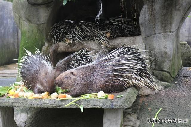 牛头梗 豪猪:牛头梗豪猪 豪猪有哪些饲养方式，哪一种饲养方式经济效益明显呢?如何喂养？