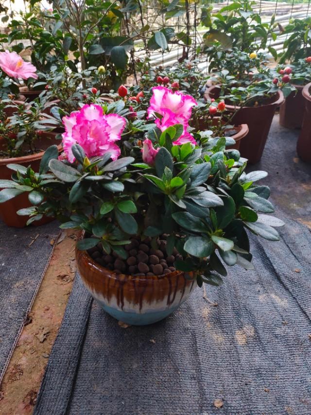蝴蝶花图片:没有根的蝴蝶花种在土里，可以活吗？