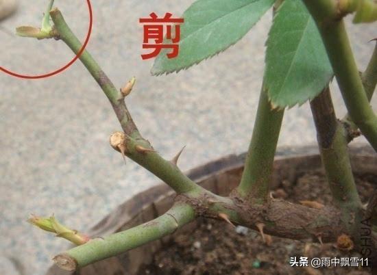 秋天月季花栽培方法如下:立秋后阳台月季该如何养护？