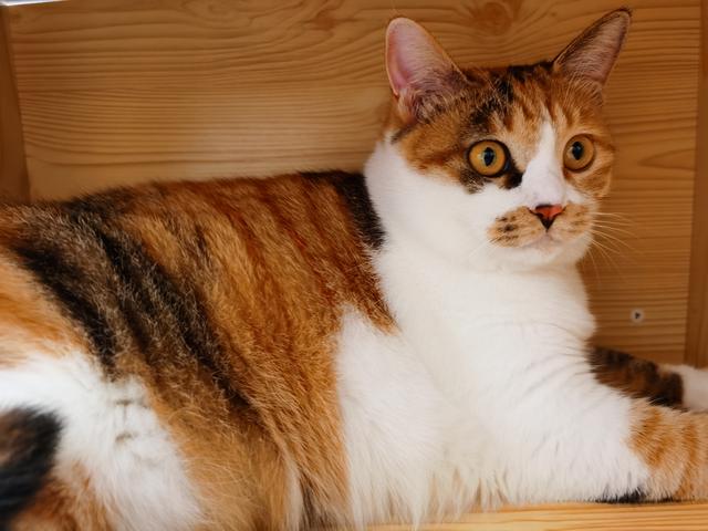 宠物猫种类及图片名称:你养过的最爱的猫咪是哪只？