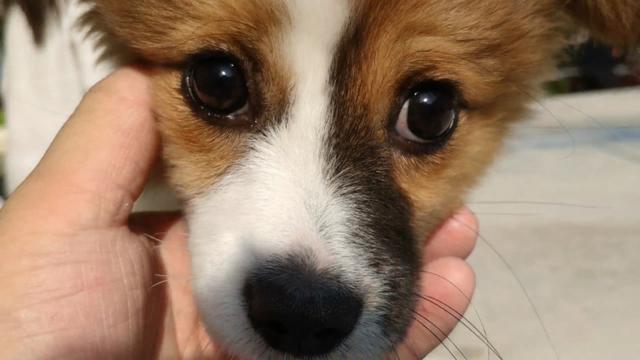 狗狗在都市 下载:现代都市人为什么越来越喜欢养殖宠物？ 狗狗养成游戏下载