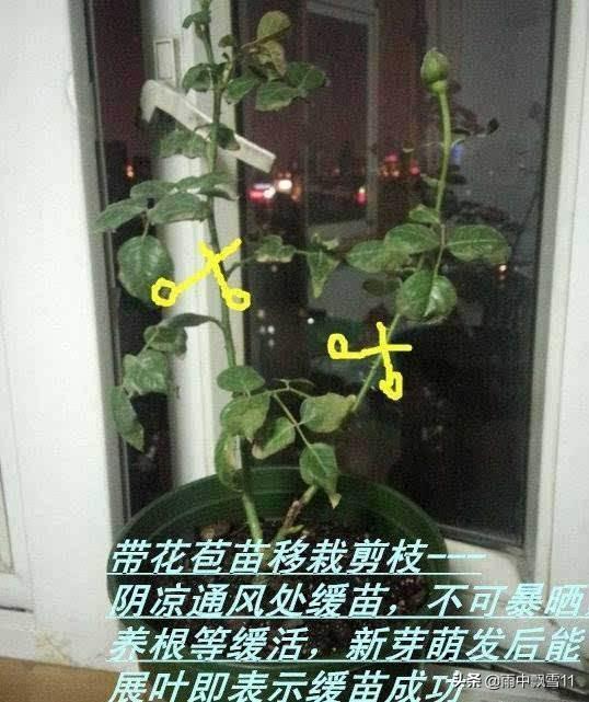 秋天月季花栽培方法如下:立秋后阳台月季该如何养护？