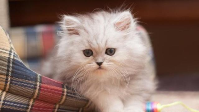 曼基康猫有长腿吗:罗槟为什么不和栗娜结婚？