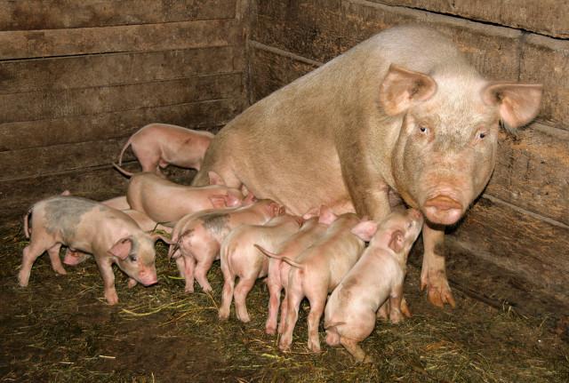 小猪拉稀不吃食怎么办？插图13