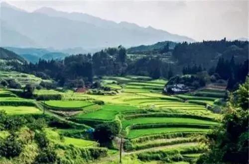 广西农村收入主要有哪些来源，广西农村山上有几十亩荒地，种植什么三年左右有收益，诚心问