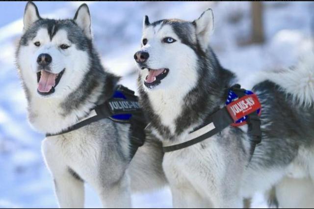 雪橇犬哈士奇:哈士奇为什么可以当搜救犬？