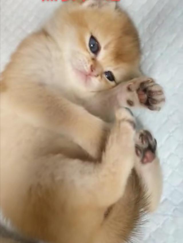 伯曼猫性格特点:伯曼猫性格特征 喜欢养猫的人性格一定很温柔吗？