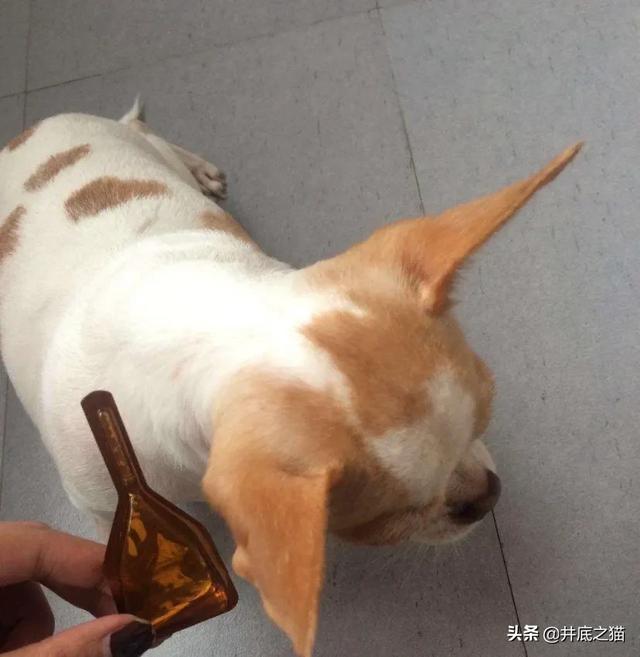 拜宠爽体外驱虫怎么样:狗狗平均多久要驱虫一次？