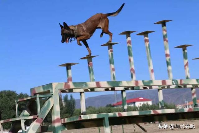 北京马犬警犬:为什么现在越来越少人养马犬？