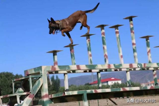 马犬幽灵犬现在在哪里:马犬幽灵犬现在在哪里 为什么现在越来越少人养马犬？