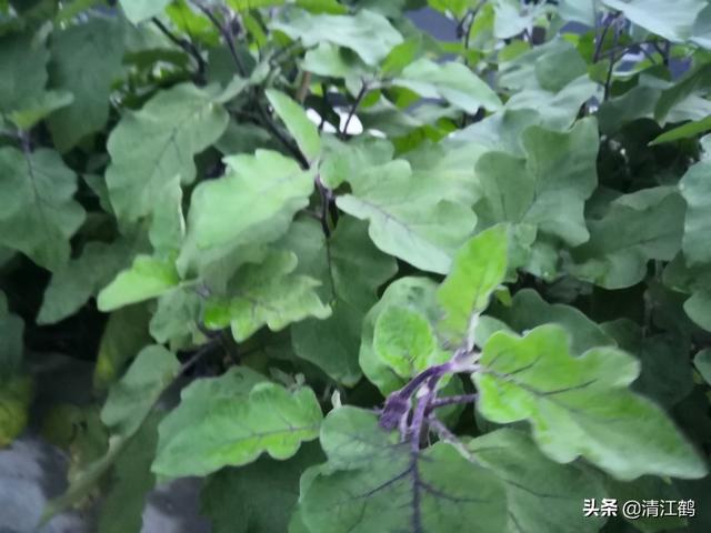 种植什么植物最挣钱？