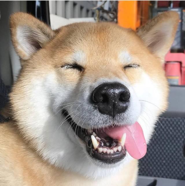 狗伸长舌头是哪不舒服