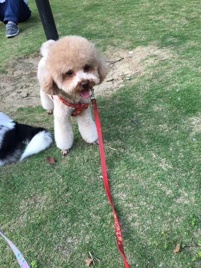 gou gou:狗狗一生之中最大的愿望是什么？