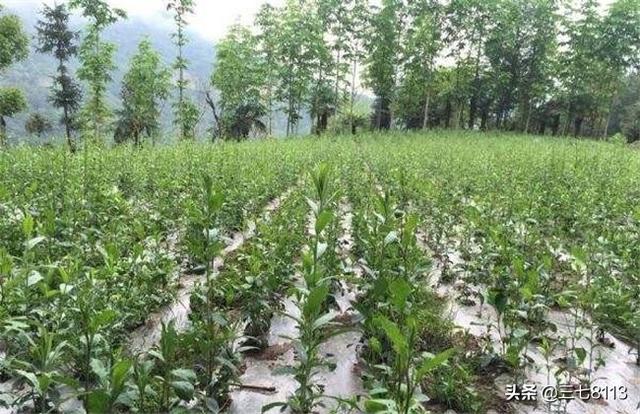 现在种什么经济植物,才可以一亩地挣六七千？