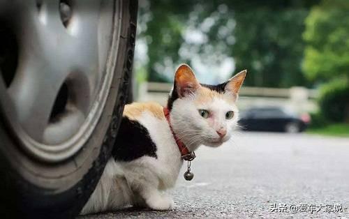 贪睡母女猫走红雌:有些婆婆和儿媳妇总是互相看不顺眼，这是怎么回事？