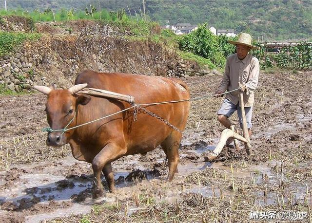 什么叫做自然年，农谚日：“一年两春，黄土变成金。”是什么意思有没有道理