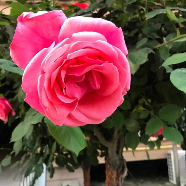 最香的几款月季品种是什么？插图22