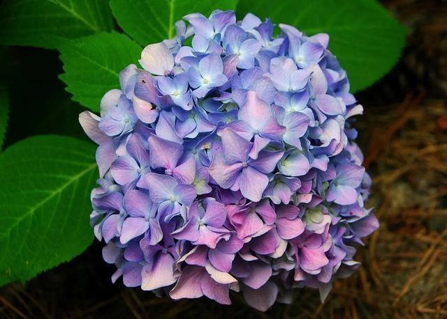 八仙花图片:绣球花应该在什么时间段浇水？早晨和下午哪个时段更好一些？
