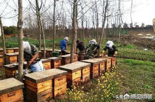 蜜蜂的生活习性主要有哪些:中蜂有哪些生理特点？怎样才能让它不逃亡？