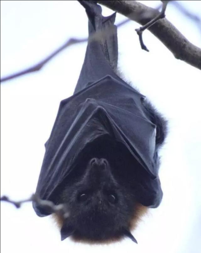 头条问答 - 蝙蝠这种史前动物能够活到今天是因为它们体内有强大的